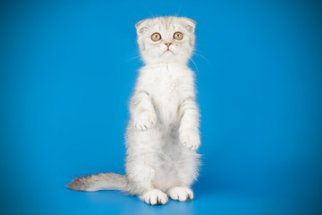 Scottish fold shorthair cat on colored backgrounds