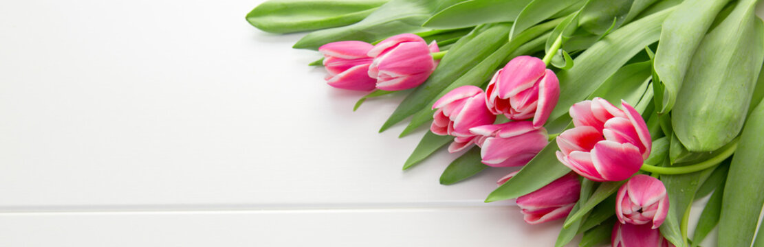 Pink tulip isolatedon white.