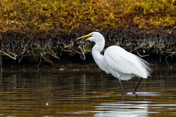 great blue heron in water