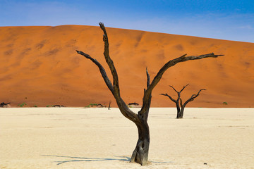 Dead Vlei (Namib-Naukluft Park) - Namibia Africa