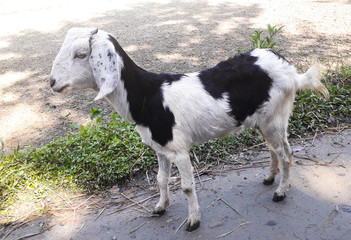 Obraz premium Beautiful Black and White Goat