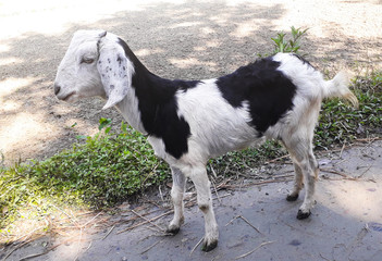 Beautiful Black and White Goat