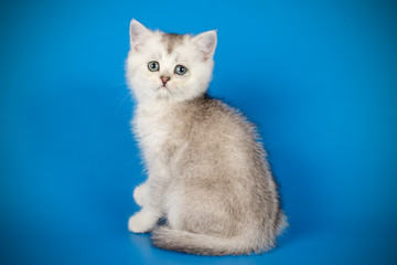 Scottish straight shorthair cat on colored backgrounds