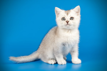 Scottish straight shorthair cat on colored backgrounds