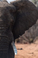 Elephant in the wilderness, African Elephant in the wilderness