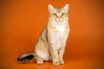 Scottish straight shorthair cat on colored backgrounds