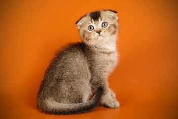 Scottish fold longhair cat on colored backgrounds