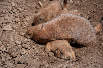 4 Prairie Dogs lay on each other just outside their den at a zoo in Upstate NY.