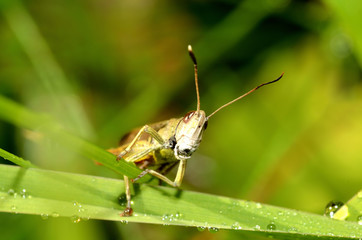 Grasshopper - locust sitting on blade of grass. Macro photography.