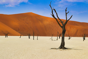 Dead Vlei (Namib-Naukluft Park) - Namibia Africa © Christian