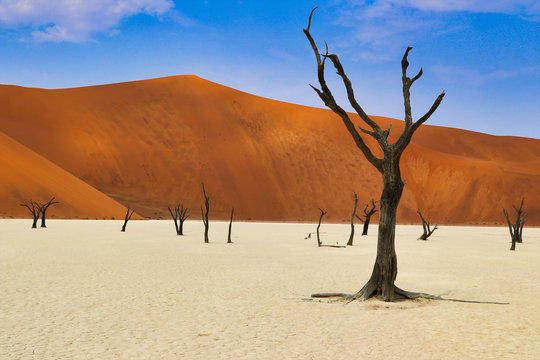 Dead Vlei (Namib-Naukluft Park) - Namibia Africa