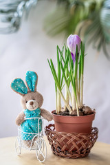Easter bunny by bike next to a flower pot with Crocus. Home Easter holiday composition