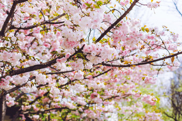 Fantastic sakura blossom in Asia. Soft pink double lush sakura flowers on the branches. Trees in bloom. Natural floral background. Trees strewn with cherry blossoms
