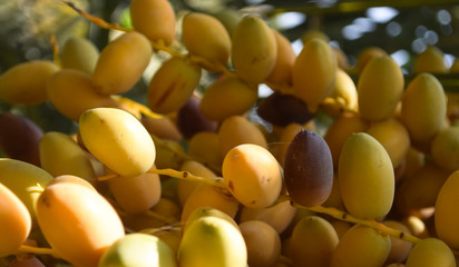 Fresh seasonal fruit dates 