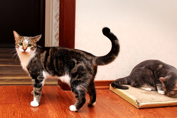 Fototapety na wymiar - Fototapeta24.pl