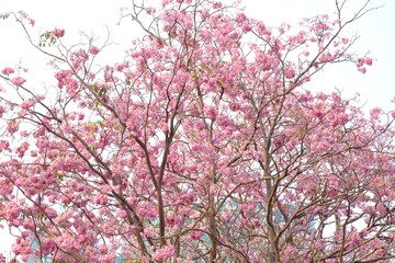 A sweet Tabebuia flower blossom with a tall  tree and white sky background