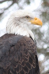 Eagle