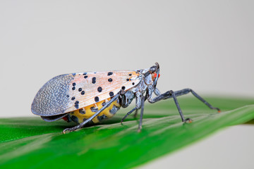 Wax cicadas in the wild