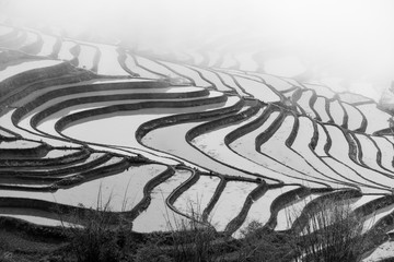 Rizière du Yunnan