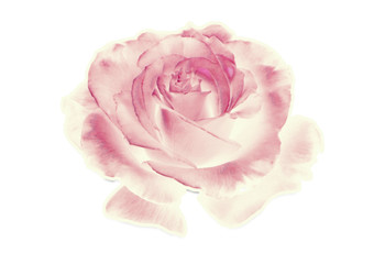 Rose, Illustration