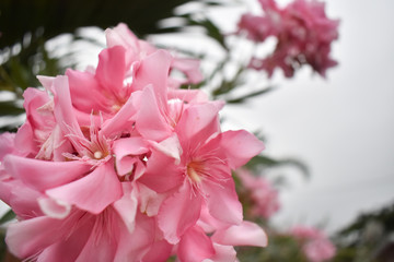 Pink and bright flowers in sunny day with blur effect.