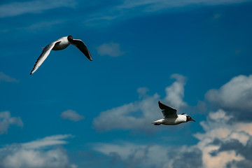 Flying black-headed gulls on blue sky background