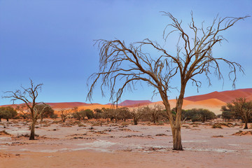 Sossusvlei (Namib-Naukluft Park) - Namibia Africa