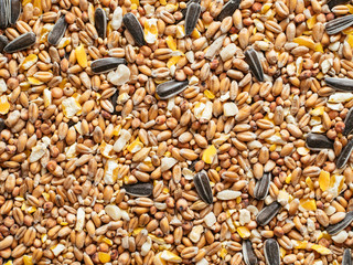 Close up of a bird seed mix with wheat, millet, sunflower seeds, sorghum, corn and peanuts.