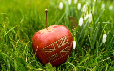 An apple in the garden