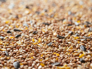 Close up of a bird seed mix with wheat, millet, sunflower seeds, sorghum, corn and peanuts.