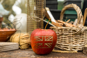 An apple in the garden