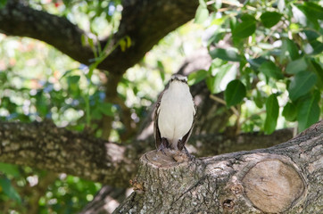 Chalk-browed mockingbird, mimus saturninus, standing on a tree trunk,