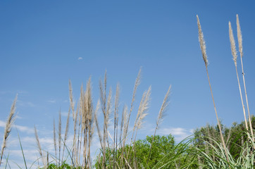 Shrubs, pampas grass, cortaderia selloana, and an intense blue sky with the moon