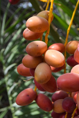 red dates fruit close up fresh new season energy source healthy lifestyle 