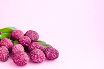 unpeeled ripe exotic tropical lychee fruit in shell with green leaves on pink background, from Thailand, China for cooking dessert and wine, soft focus, copy space, text
