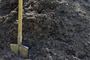 Fototapeta premium Titanium garden shovel stuck in a pile of manure