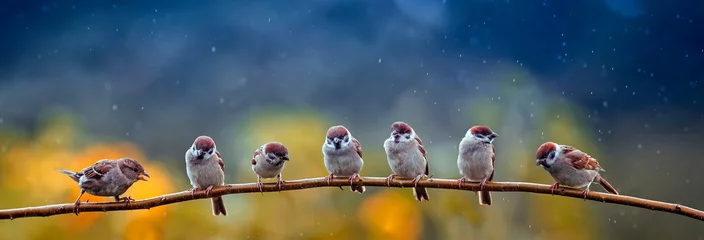 Fotobehang natuurlijke panoramische foto met kleine grappige vogels en kuikens zittend op een tak in de zomertuin in de regen © nataba