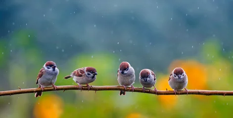 Foto op Plexiglas natuurlijke achtergrond met kleine grappige vogelsmussen die op een tak in een zomertuin onder een boomregen zitten © nataba