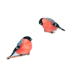 two birds red plump bullfinches on a branch on a white isolated background