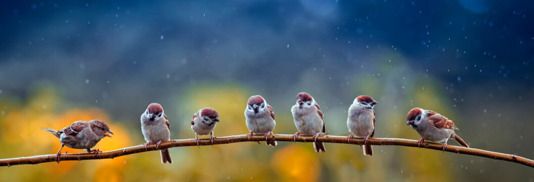 natural panoramic photo with little funny birds and Chicks sitting on a branch in summer garden in the rain