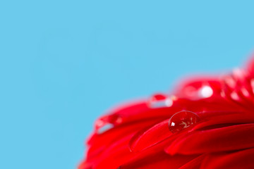 Red gerbera flower with water drops on a blue background. Greeting card background. For add text . Horizontal background. Close Up.