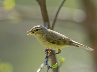 The willow warbler (Phylloscopus trochilus) is a very common and widespread leaf warbler which breeds throughout northern and temperate Europe. 