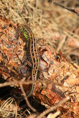 lizard on rock