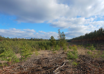 pine tree in the woods
