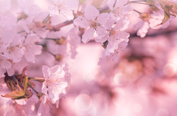 Fototapeta premium Blossom tree over nature background. Spring background.