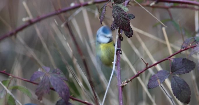 m&eacute;sange bleue en gros plan
