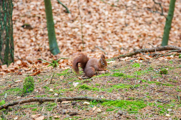 A red squirrel in woodland, on a winters day