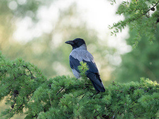 The hooded crow (Corvus cornix) . Hooded Crow-The Hooded Crow (Corvus cornix) is a Eurasian bird species in the crow genus.
