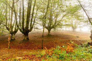 Fototapeta premium bosque halledo