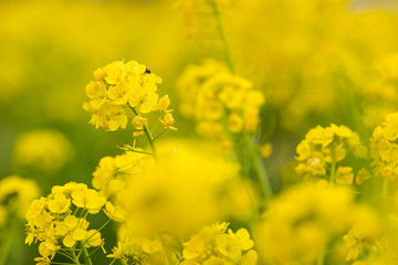 鴨川市の菜の花畑　千葉県鴨川市　日本